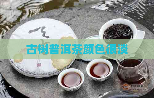 古树普洱茶颜色很淡