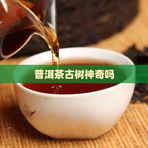 普洱茶古树神奇吗