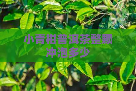 小青柑普洱茶整颗冲泡多少