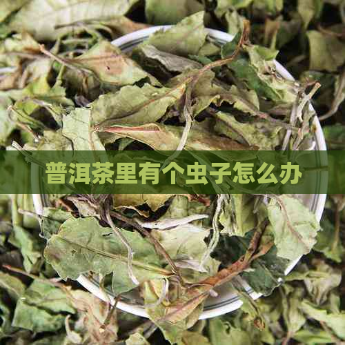 普洱茶里有个虫子怎么办