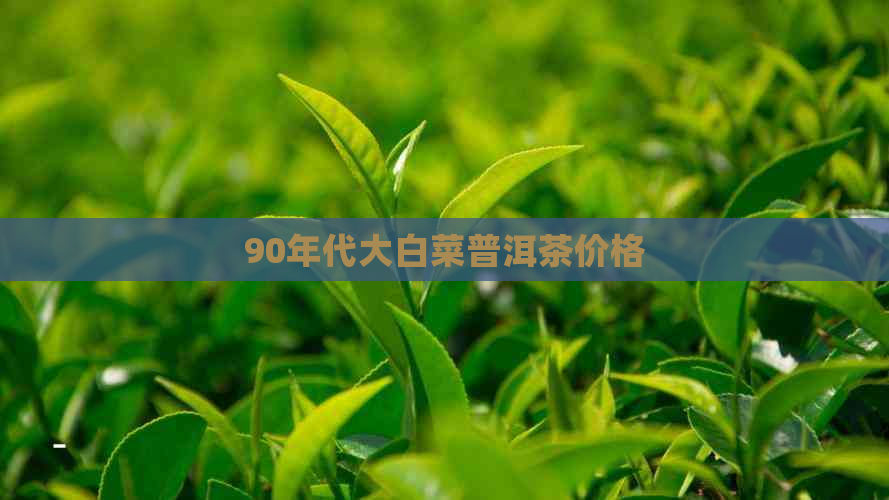 90年代大白菜普洱茶价格