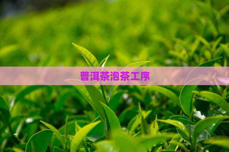 普洱茶泡茶工序