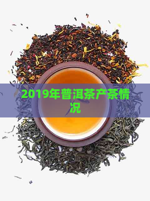 2019年普洱茶产茶情况