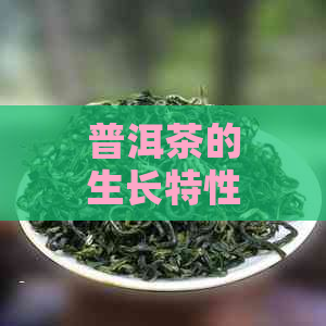 普洱茶的生长特性