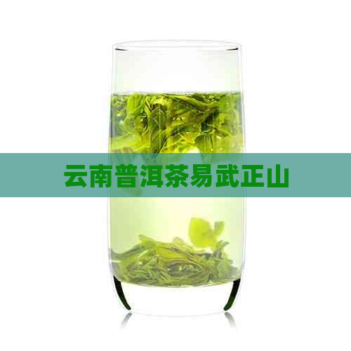 云南普洱茶易武正山