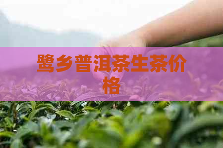 鹭乡普洱茶生茶价格