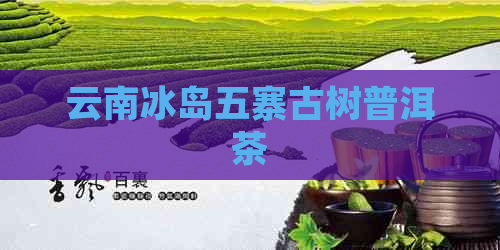 云南冰岛五寨古树普洱茶