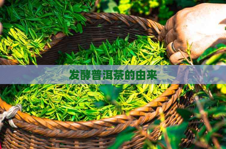 发酵普洱茶的由来