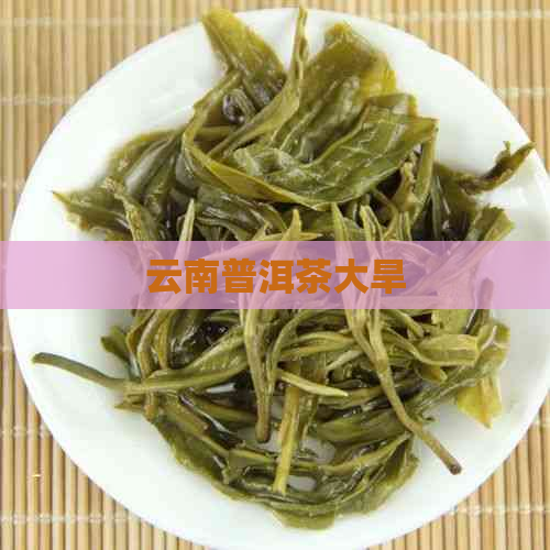 云南普洱茶大旱