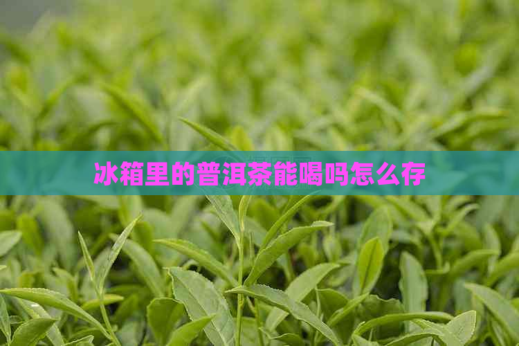 冰箱里的普洱茶能喝吗怎么存