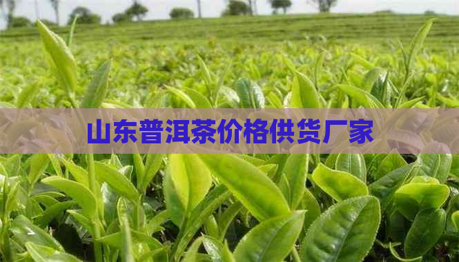 山东普洱茶价格供货厂家