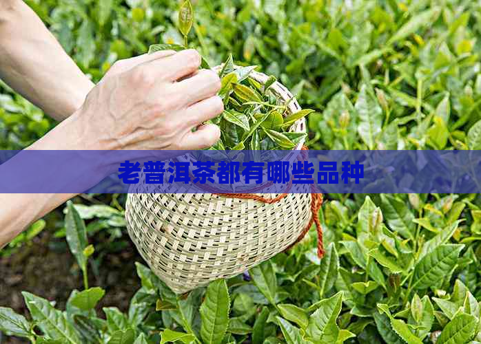 老普洱茶都有哪些品种