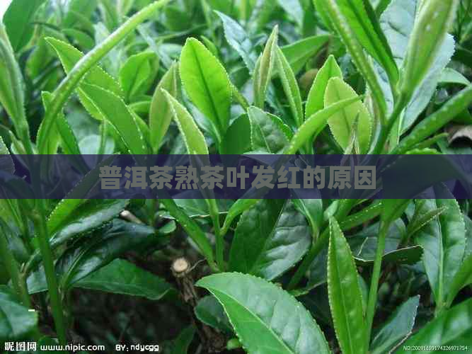 普洱茶熟茶叶发红的原因