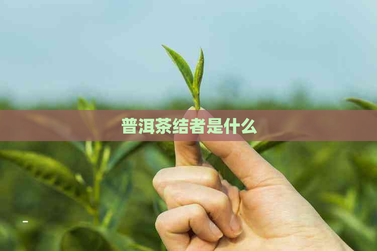 普洱茶结者是什么