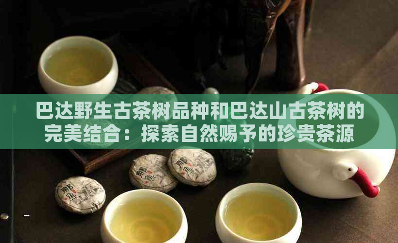 巴达野生古茶树品种和巴达山古茶树的完美结合：探索自然赐予的珍贵茶源