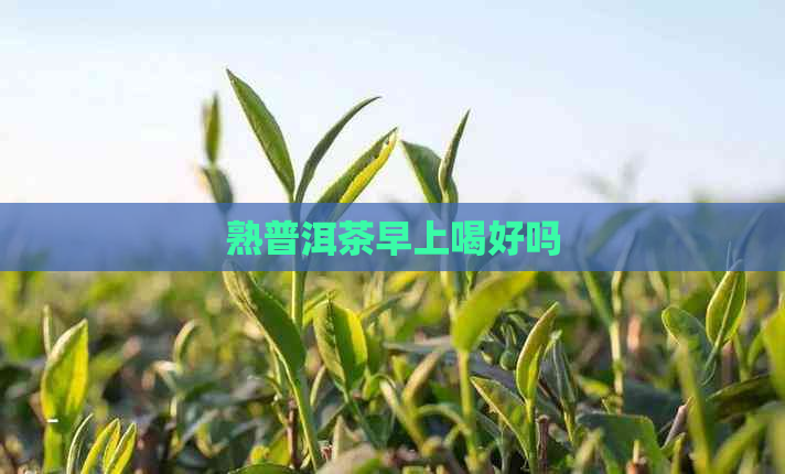 熟普洱茶早上喝好吗