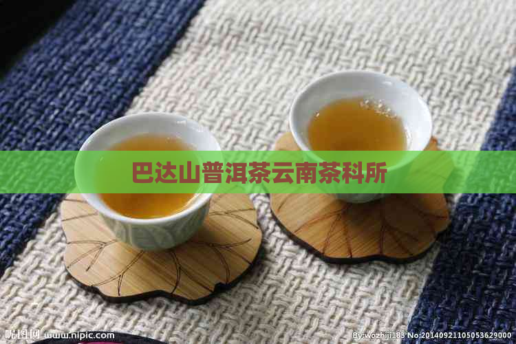 巴达山普洱茶云南茶科所