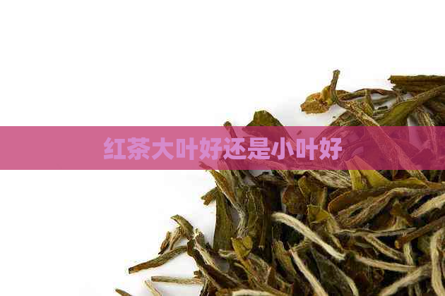 红茶大叶好还是小叶好