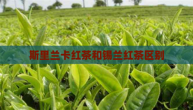 斯里兰卡红茶和锡兰红茶区别