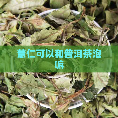 薏仁可以和普洱茶泡嘛