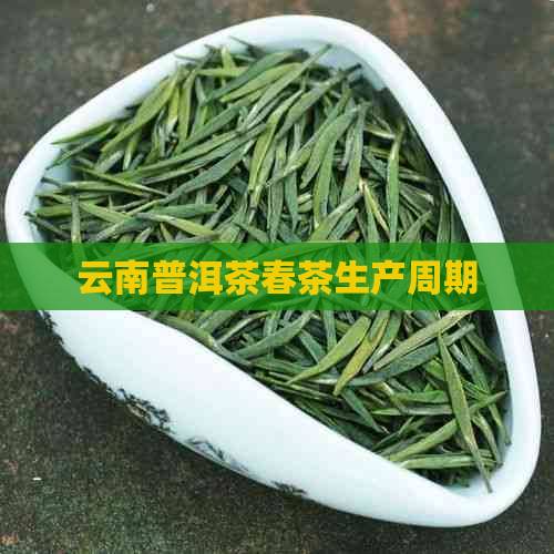 云南普洱茶春茶生产周期