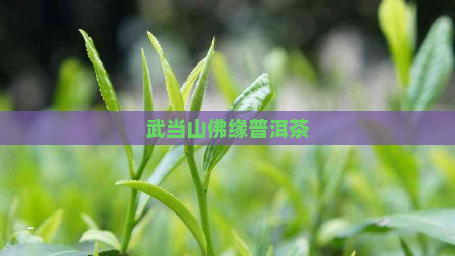 武当山佛缘普洱茶