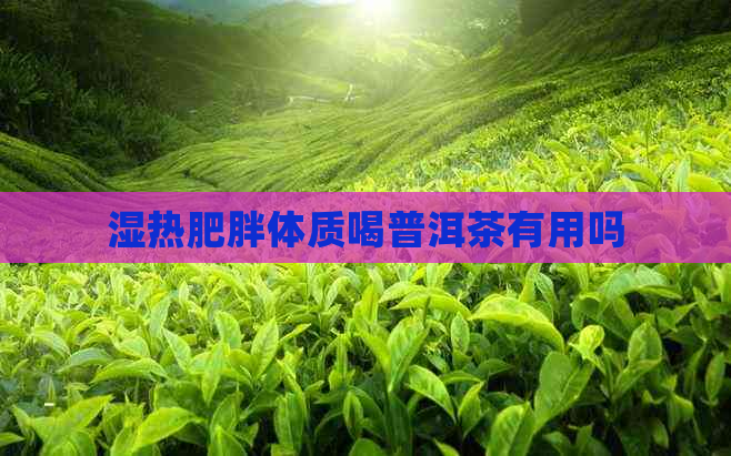 湿热肥胖体质喝普洱茶有用吗