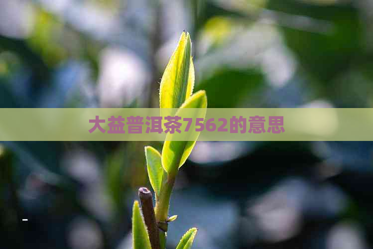 大益普洱茶7562的意思