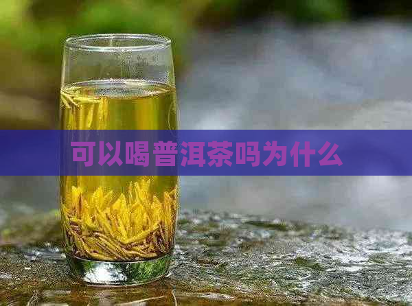 可以喝普洱茶吗为什么