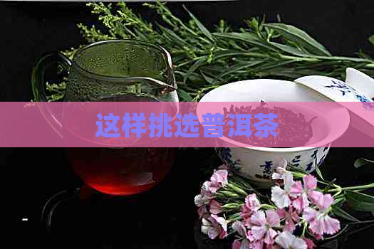 这样挑选普洱茶