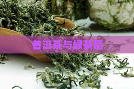 普洱茶与绿茶回