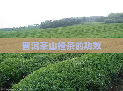 普洱茶山楂茶的功效