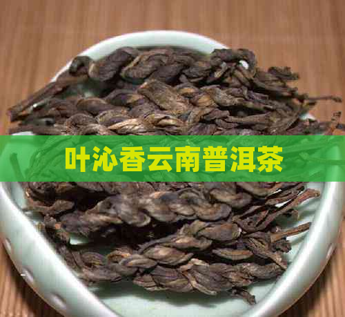 叶沁香云南普洱茶