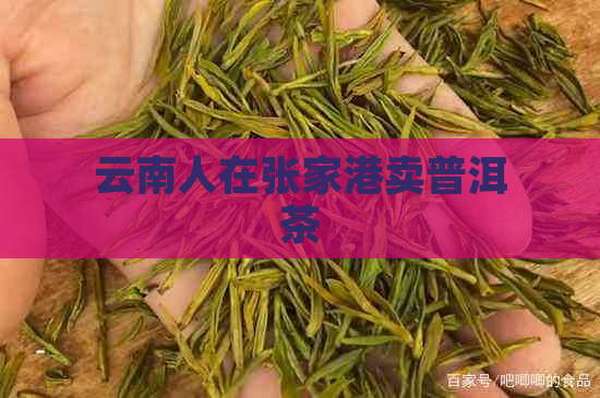 云南人在张家港卖普洱茶