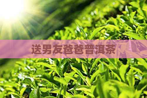 送男友爸爸普洱茶