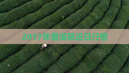 2017年普洱茶近日行情