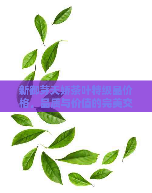 新御芽天娇茶叶特级品价格，品质与价值的完美交融