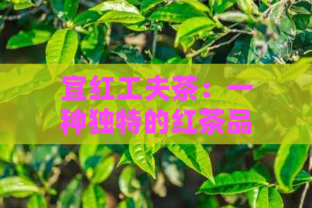 宜红工夫茶：一种独特的红茶品种，了解其制作工艺、口感和功效