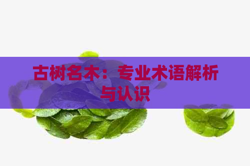 古树名木：专业术语解析与认识