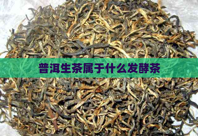 普洱生茶属于什么发酵茶