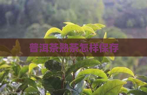 普洱茶熟茶怎样保存