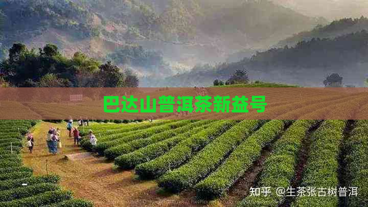 巴达山普洱茶新益号