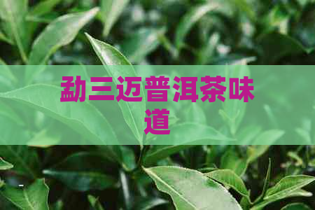 勐三迈普洱茶味道