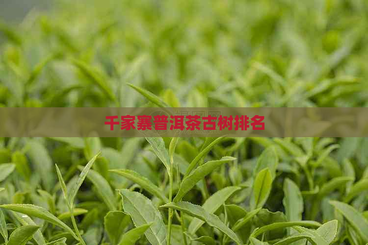 千家寨普洱茶古树排名