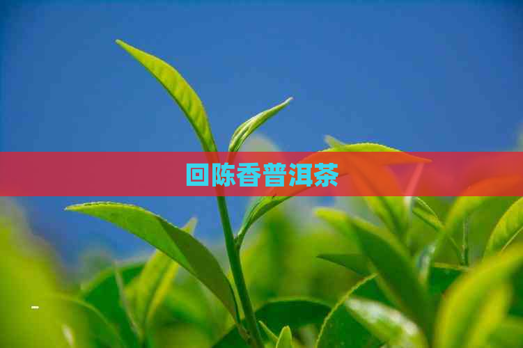 回陈香普洱茶