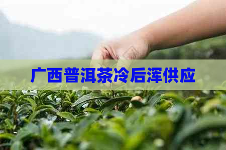 广西普洱茶冷后浑供应