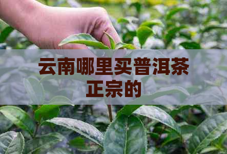 云南哪里买普洱茶正宗的