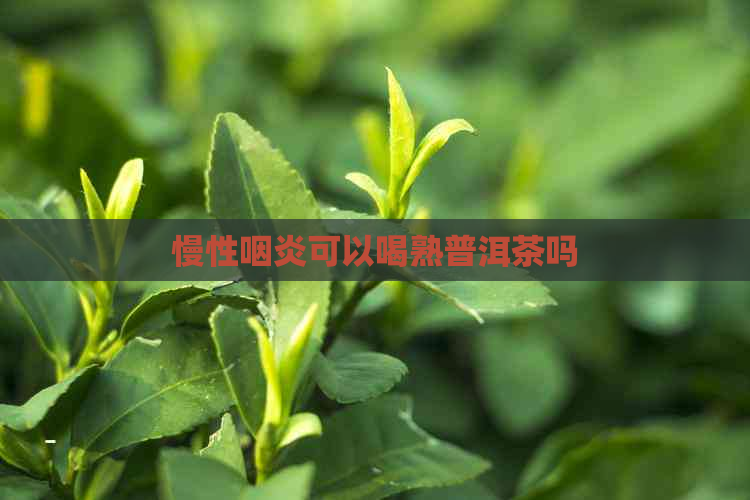 慢性咽炎可以喝熟普洱茶吗