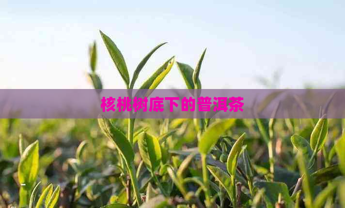 核桃树底下的普洱茶