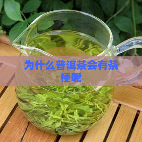 为什么普洱茶会有茶梗呢